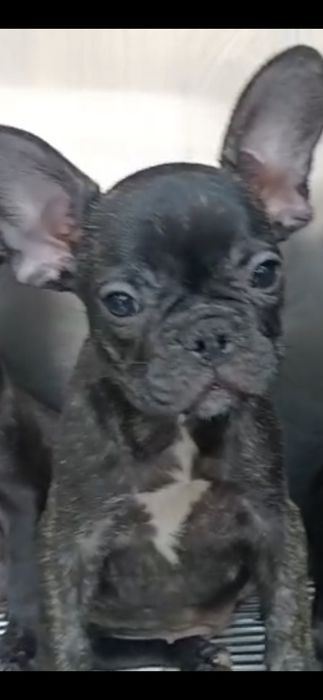 Bulldog francez femela