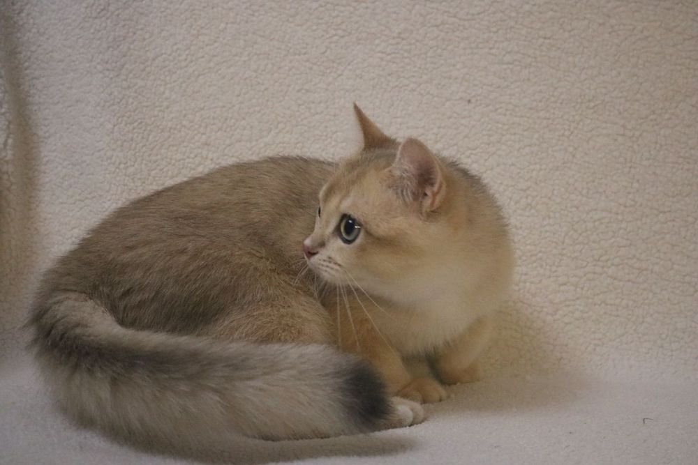 Британский чистокровный мальчик голубое золото