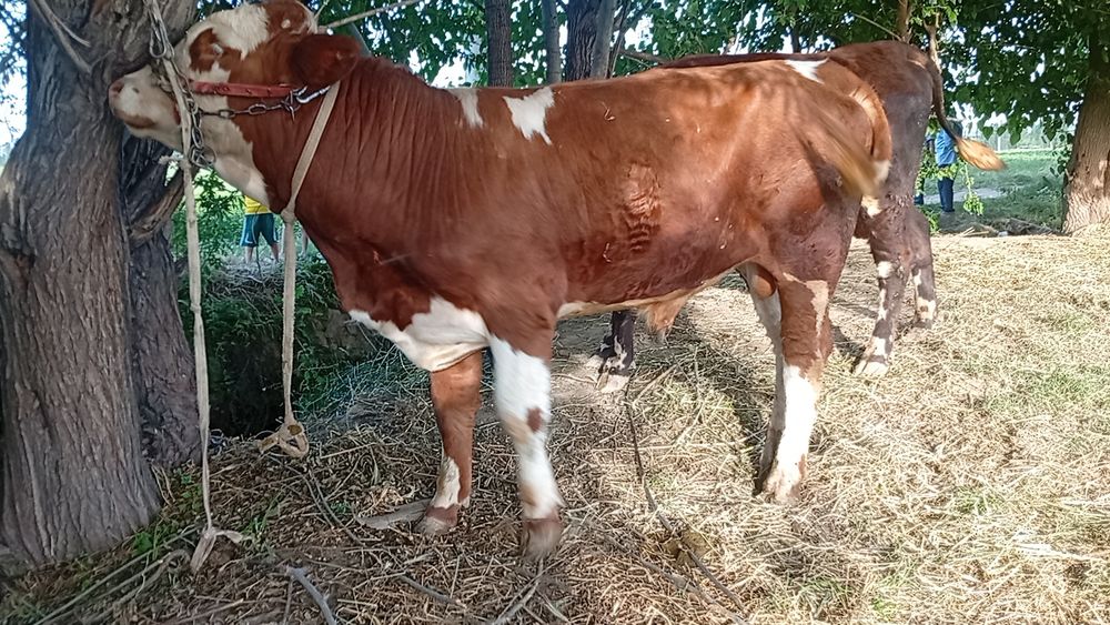 Simmental buqacha sotiladi