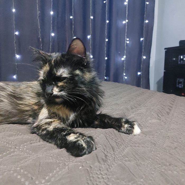 Отдам в добрые руки