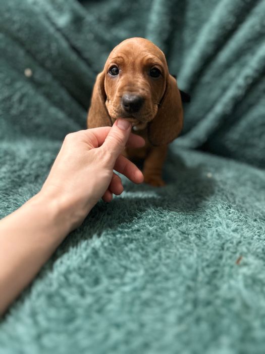 Femela teckel cu Pedigree FCI