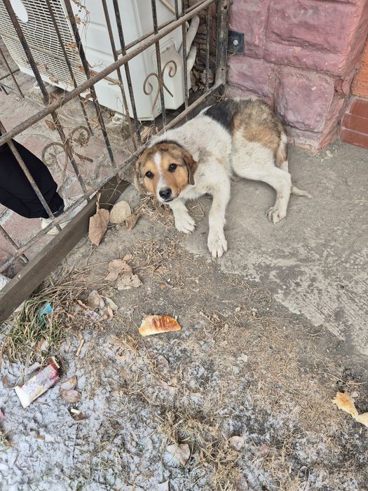 Собака, мальчик в добрые рцки