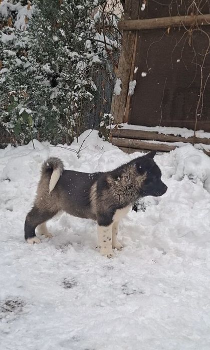 Акита щенки продажа