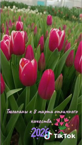 Тюльпаны к 8 марта