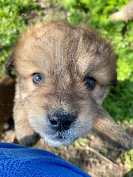 Donez căței talie medie