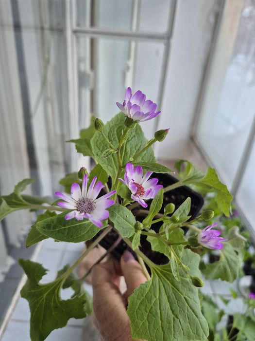 Домашние  цветы.