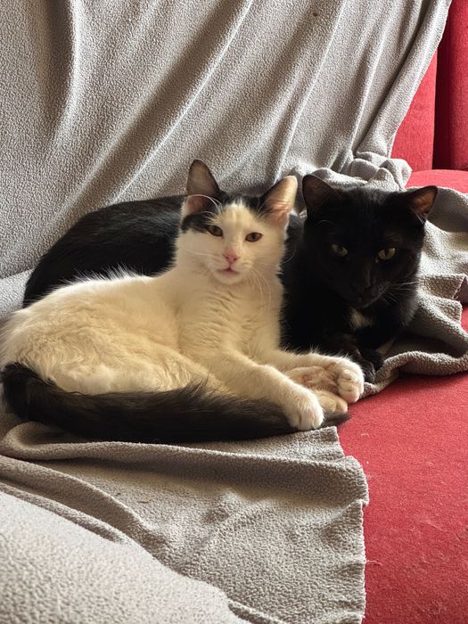 Подарявам мъжко коте