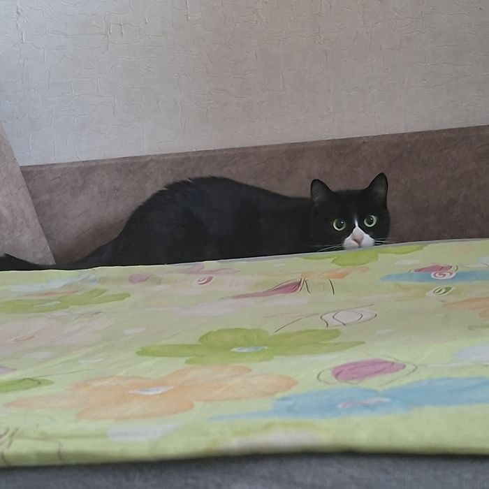 Продам кошку в добрые руки