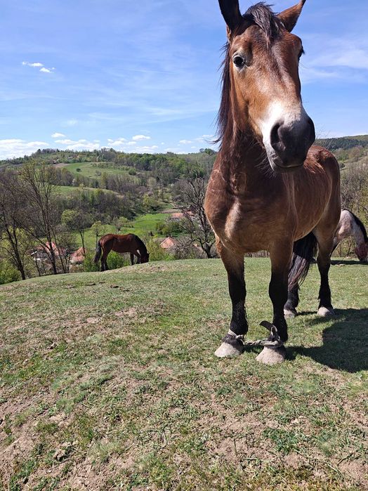 Cal de 4 ani , castrat
