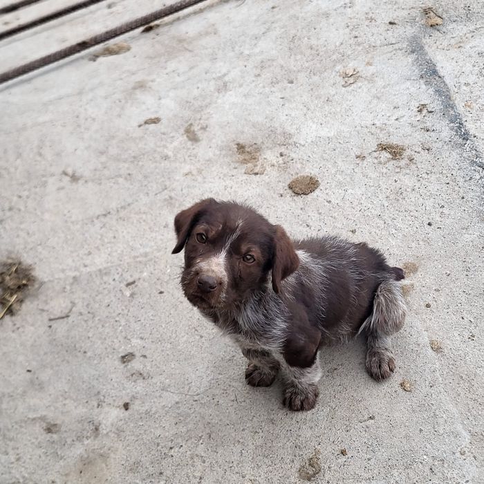 Продам щенка дратхаар