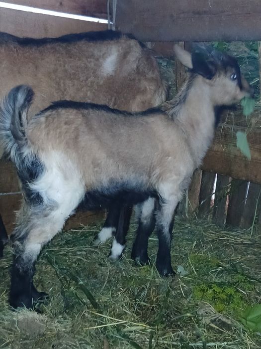 Țap  tânăr . De vanzare.
