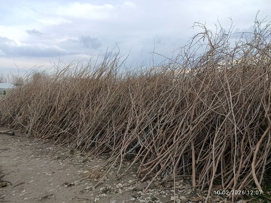 Ўтин сотилади (тут)