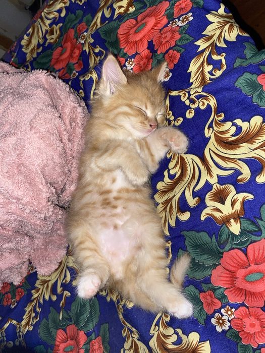 Кошка продаеться (мальчик) бесплатно!!!