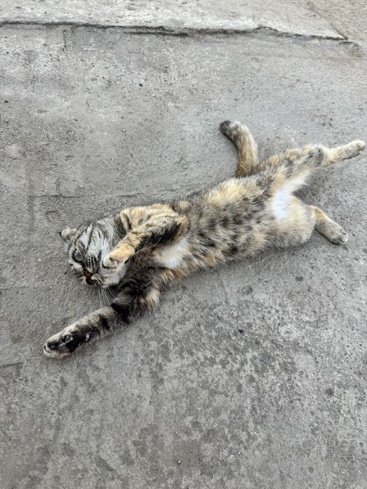 Отдам котёнка в добрые руки