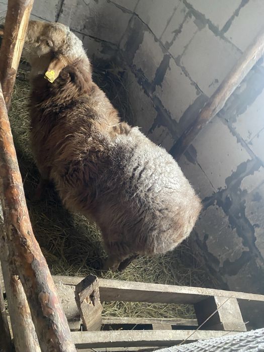 Продам племянного кошкара