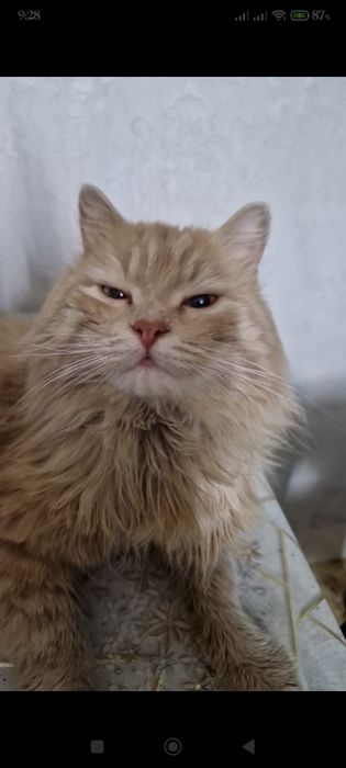 Кошки бесплатно  в добрые руки