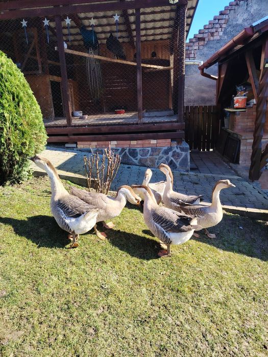 Gâște chinezești 250 lei bucata