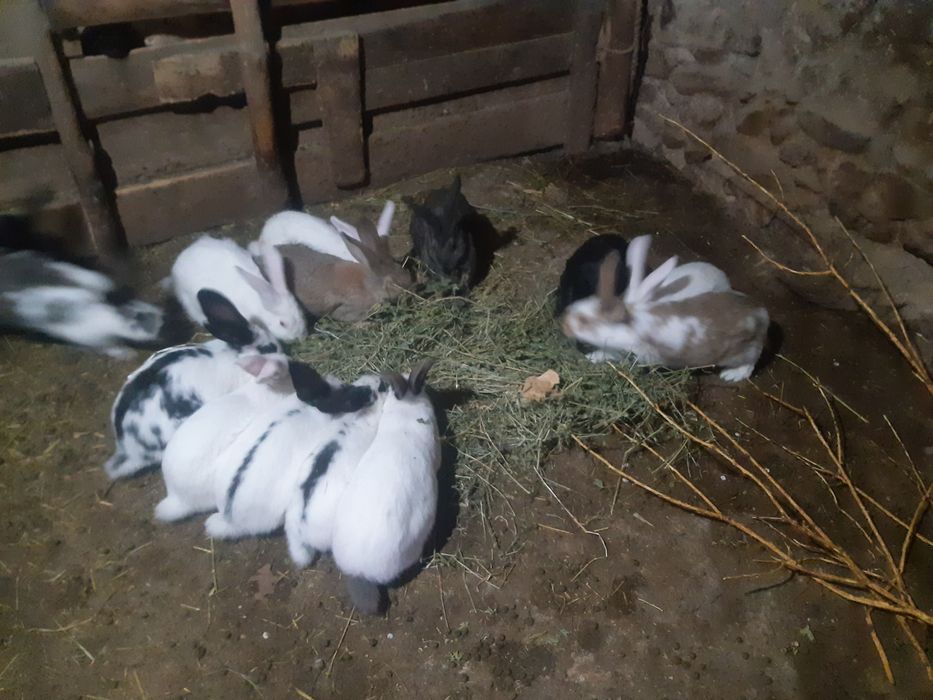 Продавам эайци мъжки/женски