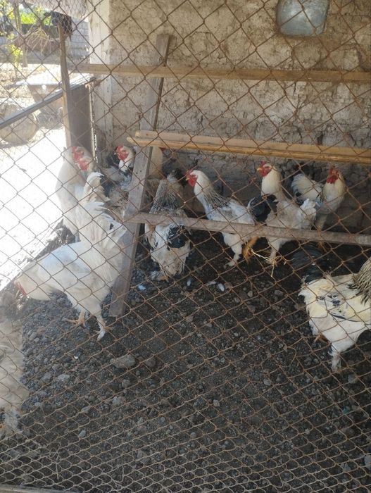 Продаётся Питухи порода"Брама"