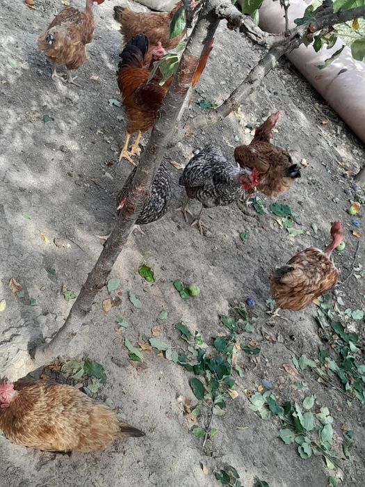 Găini crescute  de  casă