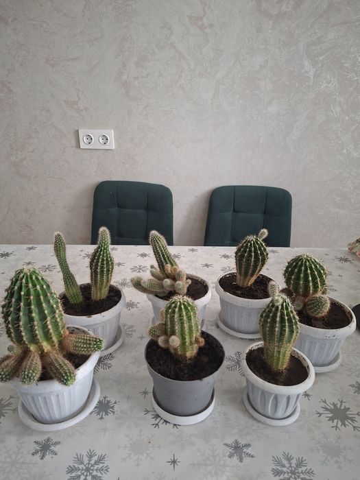 Замиакулькос и кактусы