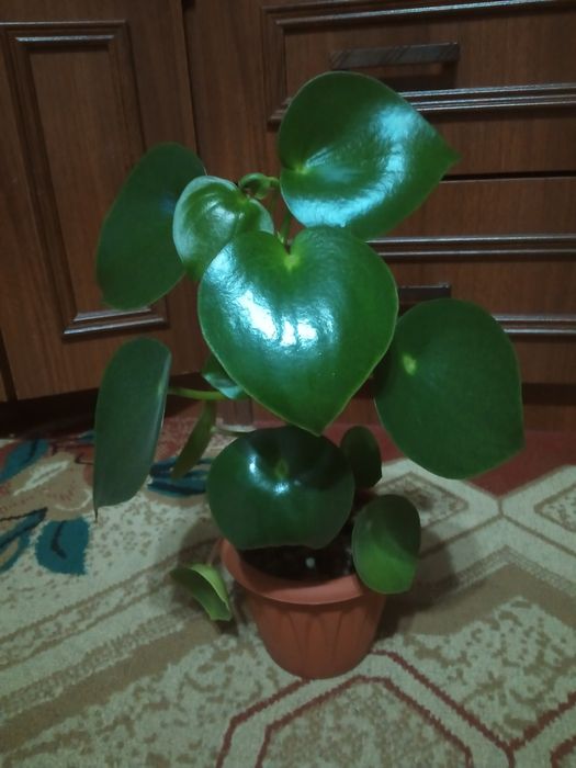 Валлота луковичное Растение