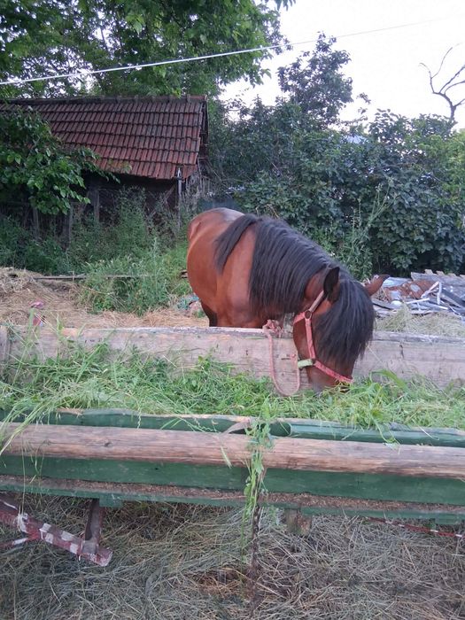 Armasar de vanzare