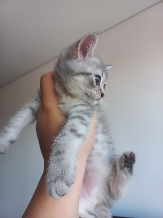 шотландские котята