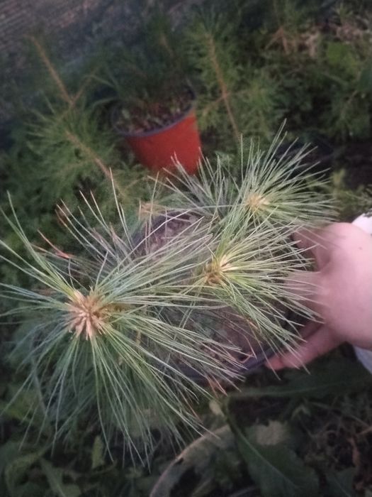 Веймутова Сосна ЗКС
