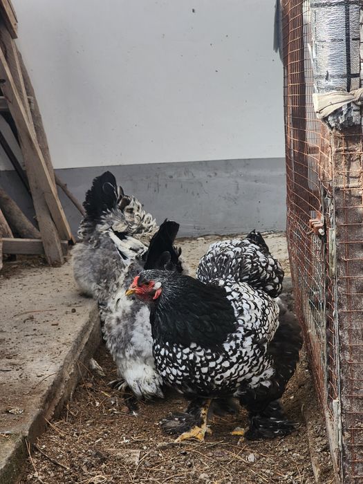 Brama tyomniy pux tuxumlari sotiladi