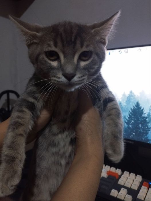 Zotli sibir mushugi 4 oylik