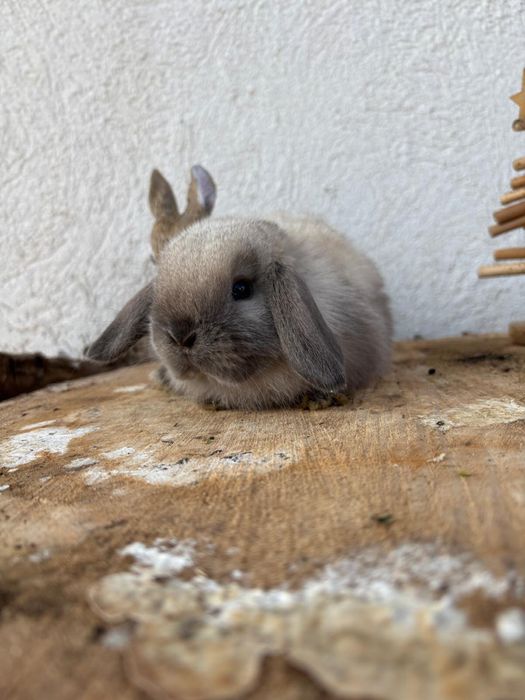 Iepuri pitici de companie berbec pitic/mini lop/holland lop