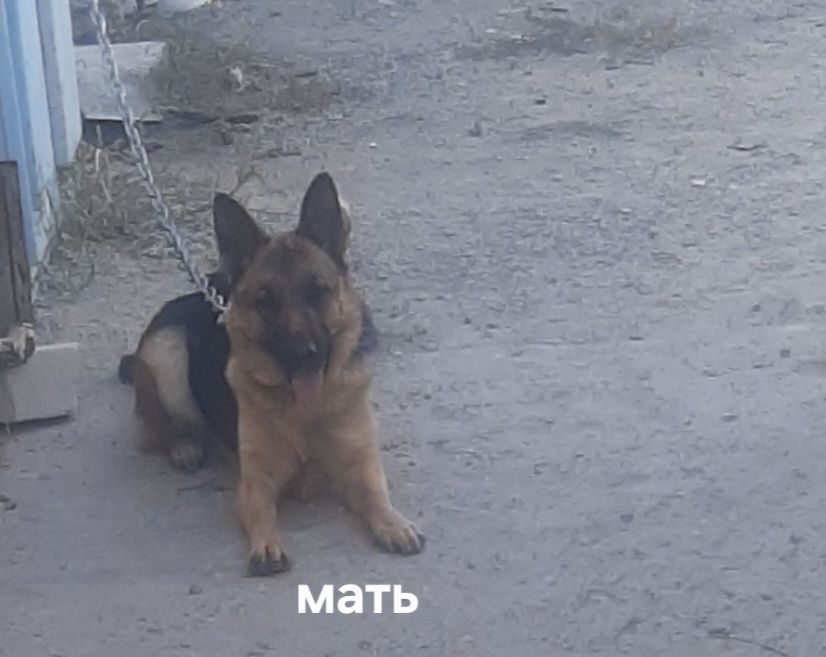 Продам щенят немецкой овчарки