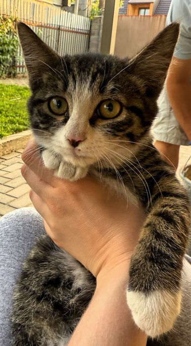 Ласковый Котенок, мальчик