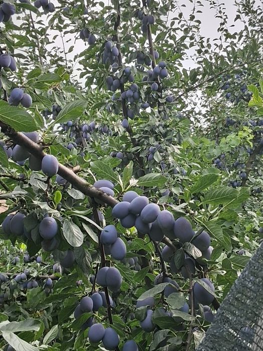 Prune de vanzare culese manual din livada proprie