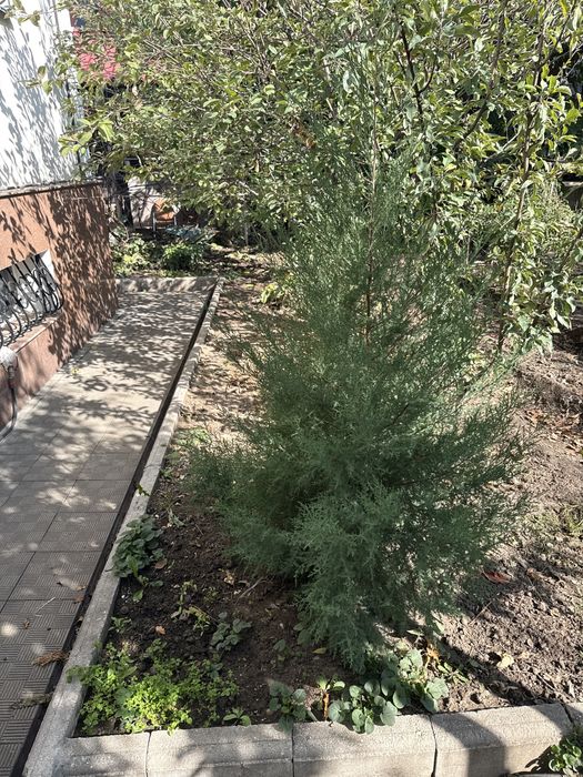 Можевильник молоденький