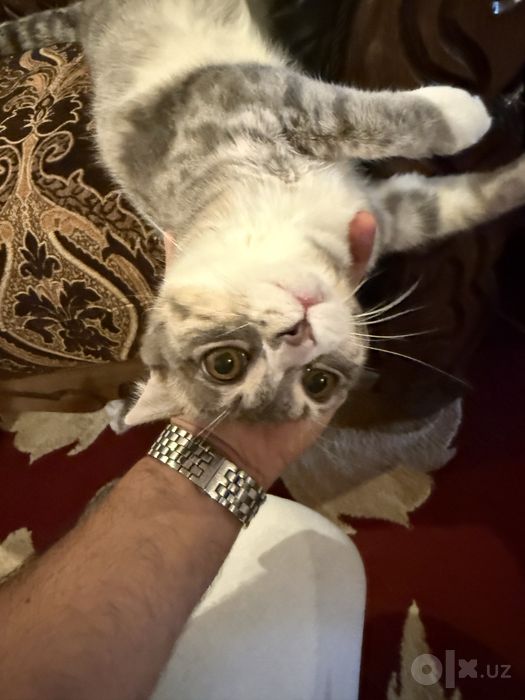 шотландскую вислоухую (Scottish Fold)