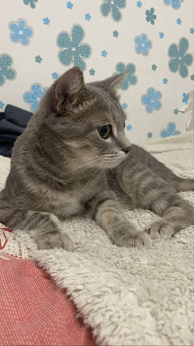 Кот мальчик имя томас возраст 5 лет