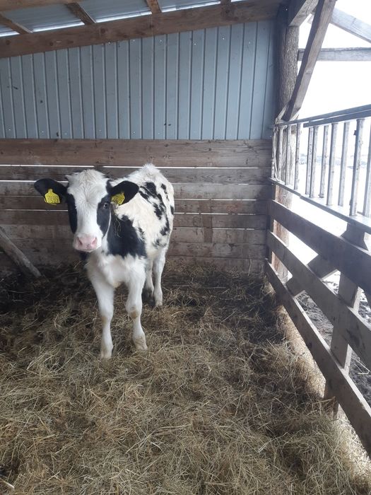 Vand o vitea rasă de LAPTE