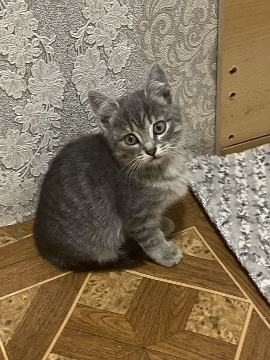 Отдам в добрые руки