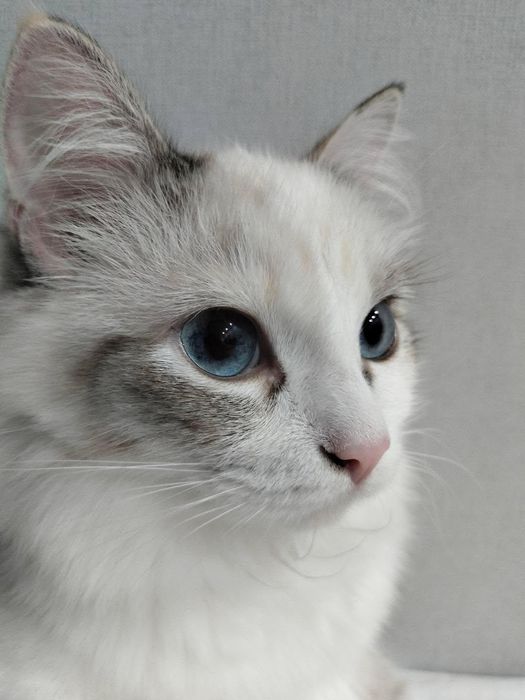 Отдадим милого котенка