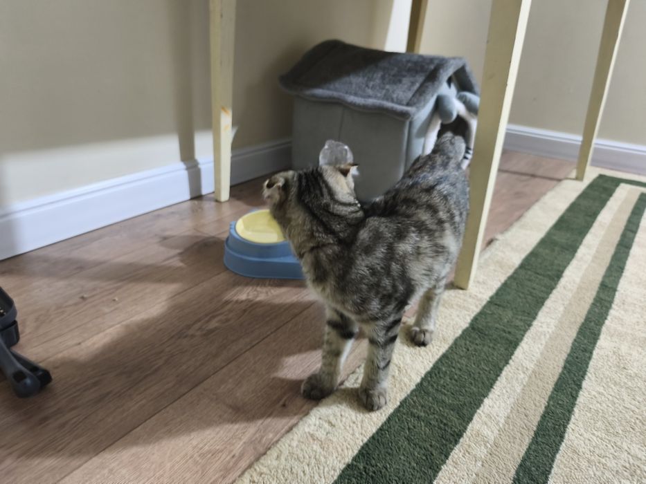 Мысық ақылды. Кошка Шотландский