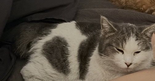 Сюзи, потерялась