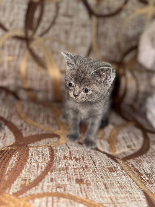 Скотиш страйт котята