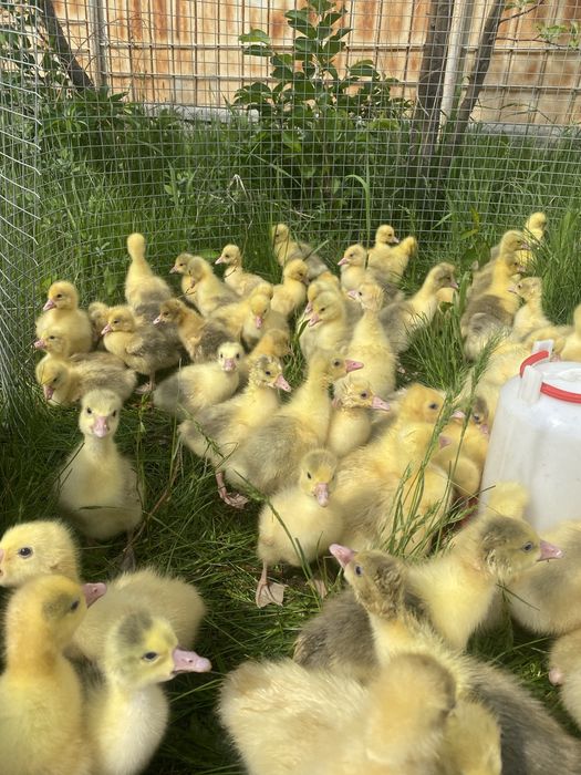 Продам гусят недельные