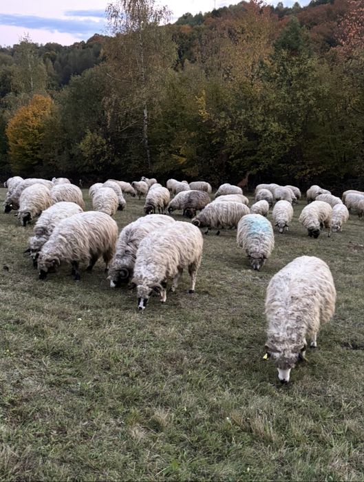 De vanzare 70 de oi tinere