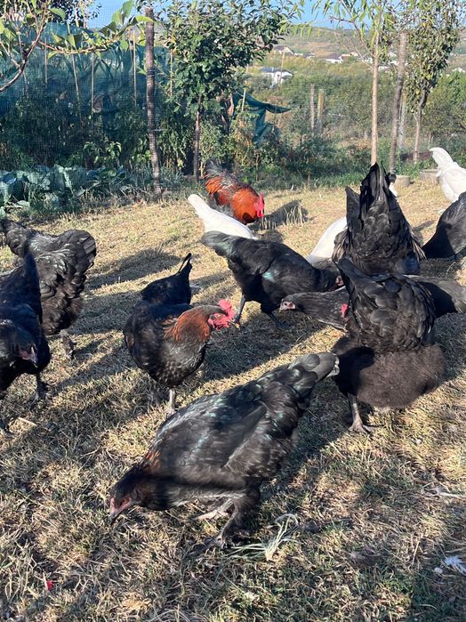 Australorp, Leghorn, Marans