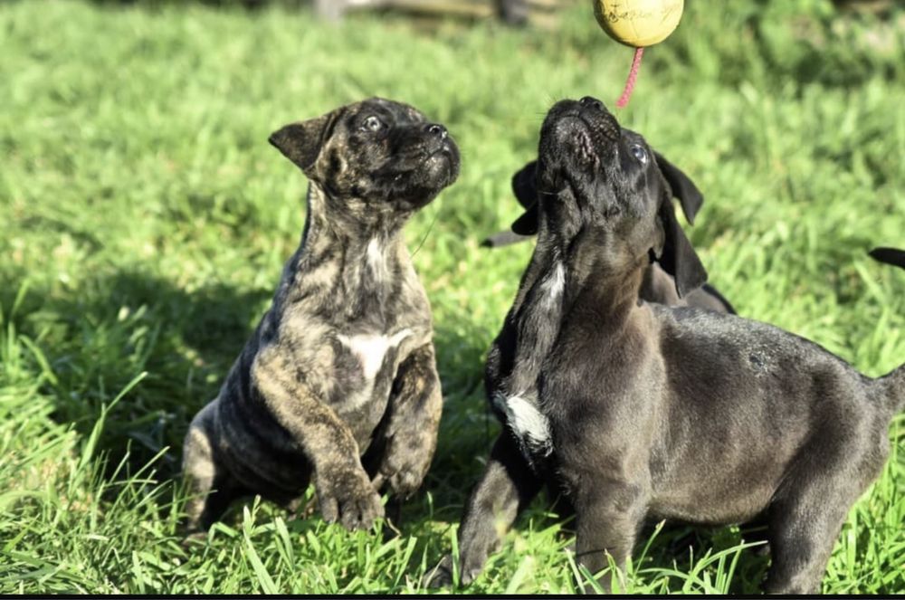 Pui presa canario