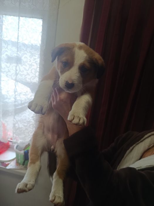 В хорошие руки..