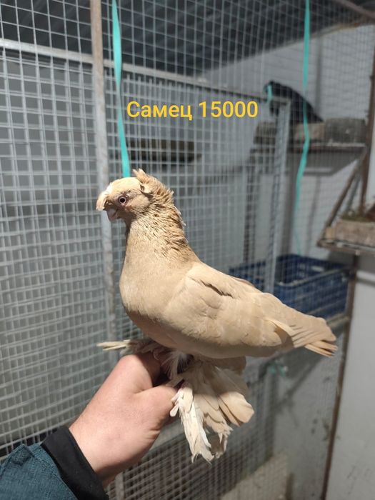 Голуби продаются